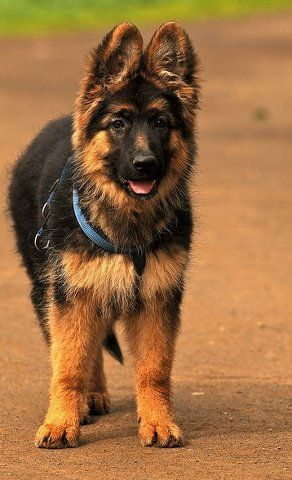 Elite Canine Atelier dog