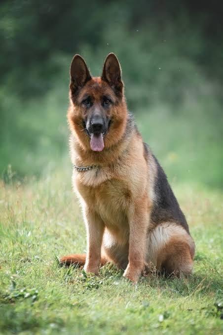 German Shepherd