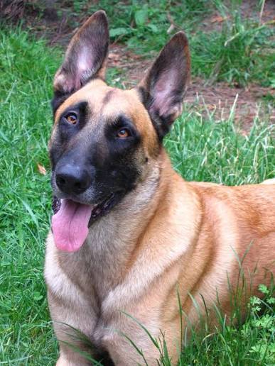 Belgian Malinois